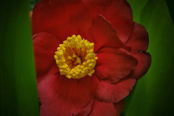 https://www.flickr.com/photos/139088212@N07/53552147084/in/pool-1878519@N20/