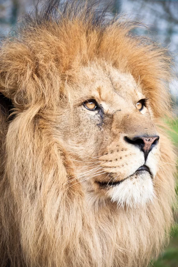 https://www.canon-europe.com/lenses/rf-75-300mm-f4-5-6/