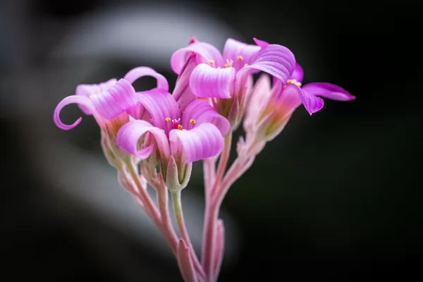https://www.flickr.com/photos/jeffmoreau/46302664364/in/pool-sony90mmf28macro/