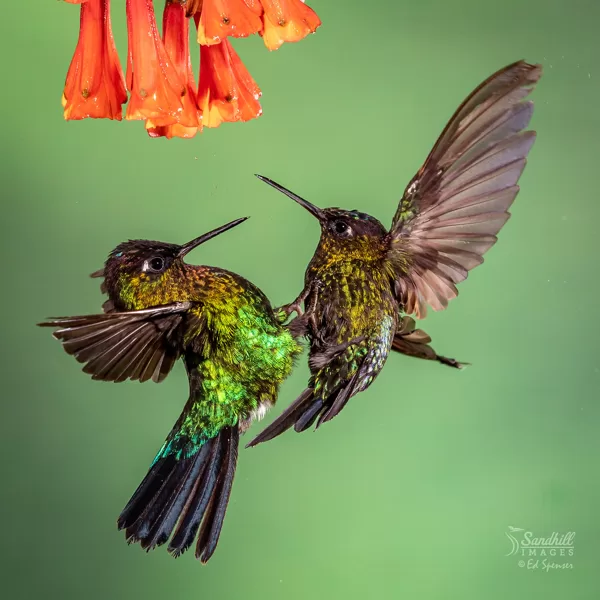 https://www.flickr.com/photos/127634200@N05/49093046022/in/pool-ef_300mm_f28l_is_ii_usm/