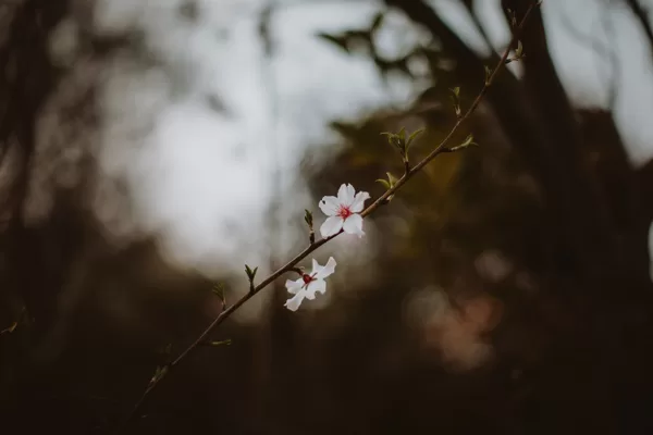 https://www.flickr.com/photos/oze-lito/49517515657/in/pool-20778516@N00/