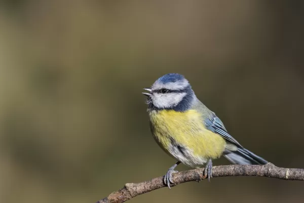 https://www.flickr.com/photos/131131307@N07/49574162247/in/pool-nikkor_200-500mm_f56e_ed_v
