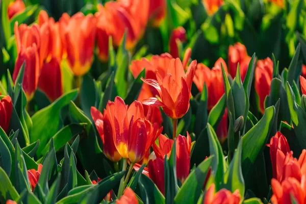 https://www.flickr.com/photos/191617821@N04/51122612638/in/pool-3461056@N22/