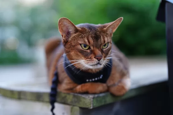 https://www.flickr.com/photos/dmlizzie/51262159441/in/photolist-2m6RY4c-2m9CVxg-2m9AaQz-2m