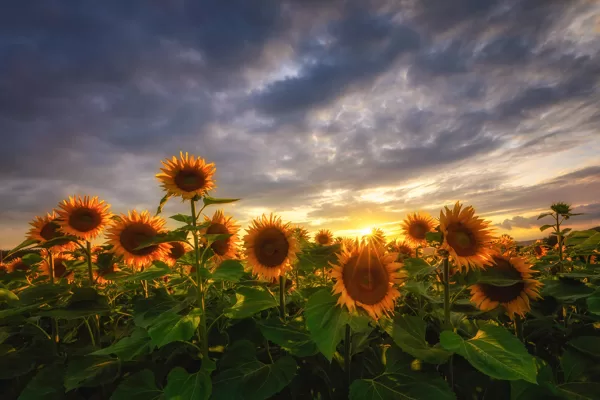 https://www.flickr.com/photos/tportugall/51367539900/in/pool-2987365@N20/