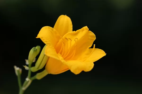 https://www.flickr.com/photos/126590597@N04/51404947059/in/pool-canon-rf-100mm-l-macro-is-