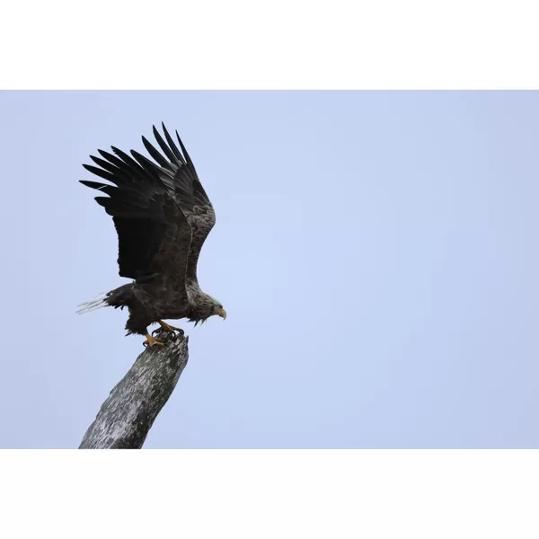 https://www.canon-europe.com/lenses/rf-100-400-f5-6-8-isu/
