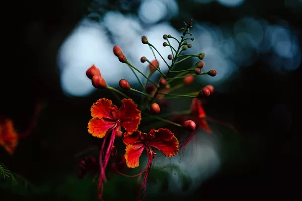 https://fujifilm-x.com/global/products/lenses/xf33mmf14-r-lm-wr/
