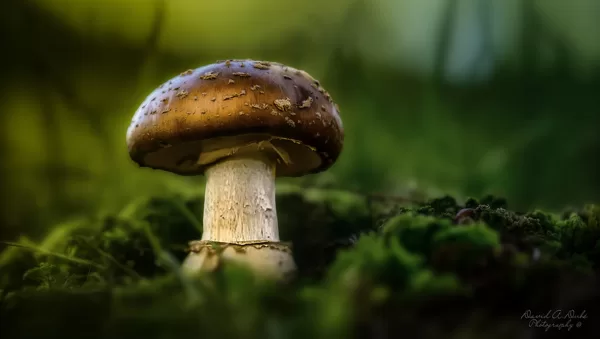 https://www.flickr.com/photos/davedube/53047777870/in/pool-14791323@N21/